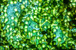 Photobioreactor in lab algae fuel biofuel industry. Algae fuel o