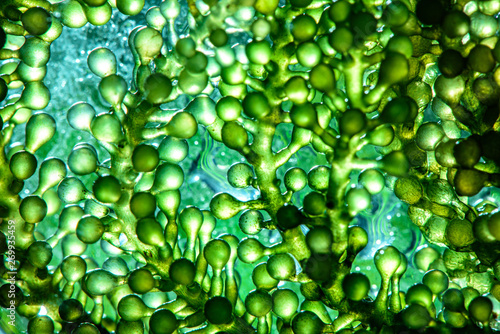 Photo  Photobioreactor in lab algae fuel biofuel industry. Algae fuel o