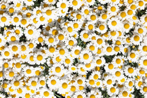花の群生俯瞰背景素材 Buy This Stock Photo And Explore Similar Images At Adobe Stock Adobe Stock 花の群生俯瞰背景素材 Buy This Stock Photo And Explore Similar Images At Adobe Stock Adobe Stock
