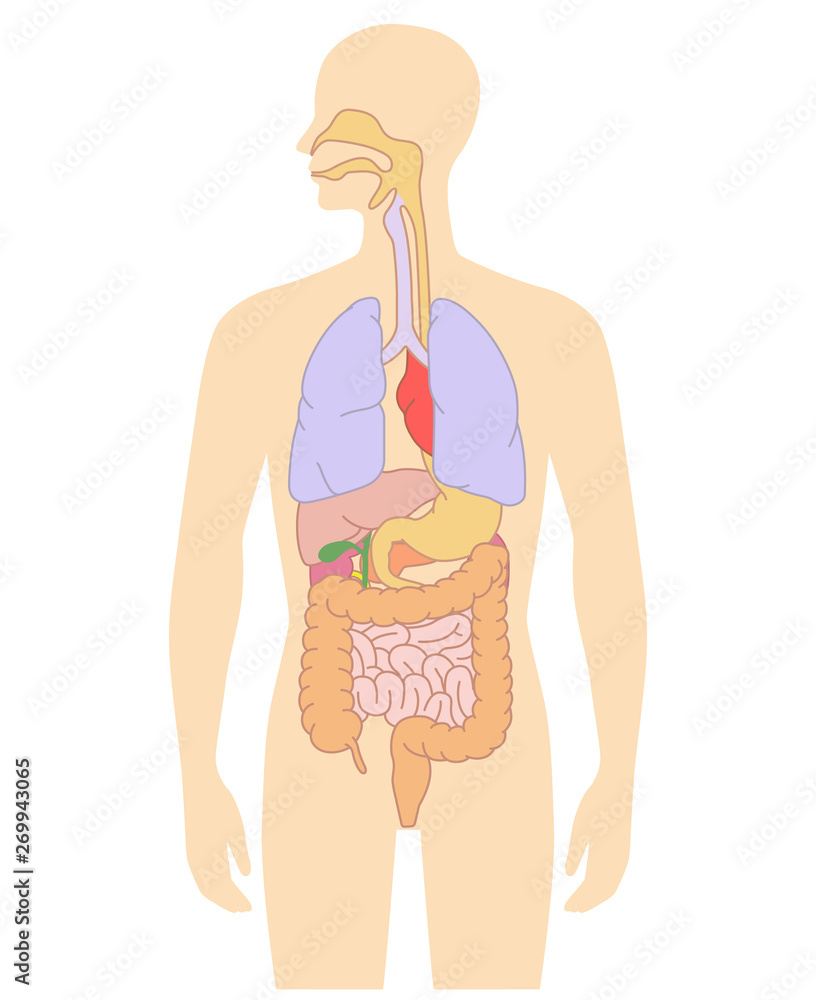 Human body internal organs illustration - Brain, Lungs, Heart, Liver, etc.  Stock Vector | Adobe Stock, image size:816x1000