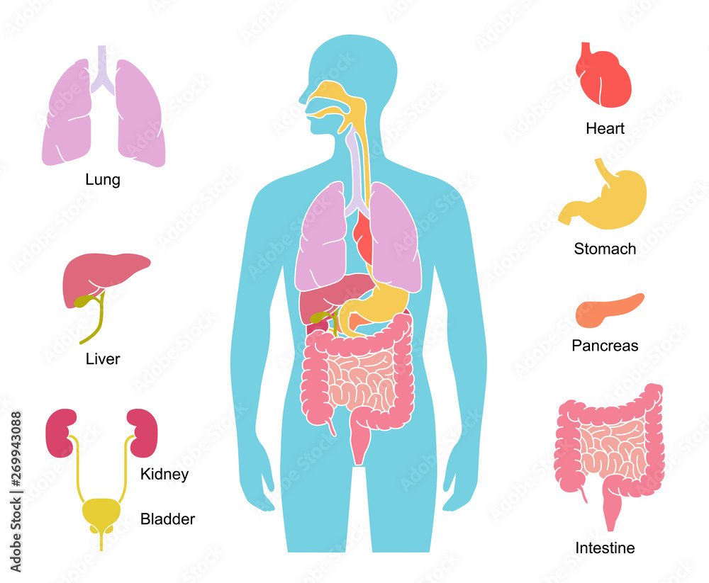 Human body internal organs illustration - Lungs, Heart, Liver, stomach,  etc. Stock Vector | Adobe Stock, image size:1000x823