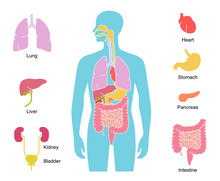 Human Body With Internal Organs Free Stock Photo - Public Domain Pictures