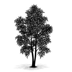 Wall Mural - silhouette detached tree with leaves