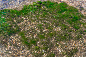 Wall Mural - Green algae in clear water