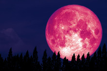 Full Rose Moon Back On Silhouette Pine On Night Sky