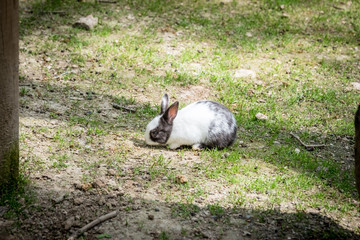 Portrait of white small fluffy rabbit