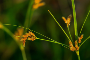 Wall Mural - Grass flower see no value But carries a natural beauty.