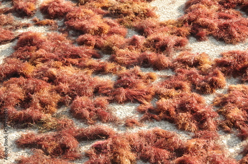 テングサ 天草 寒天の原料 Stock Photo Adobe Stock