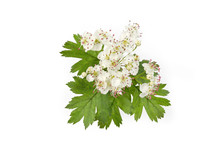 Flowers Of The Hawthorn On Branch On White Background