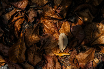 Wall Mural - Dry leaves autumn background