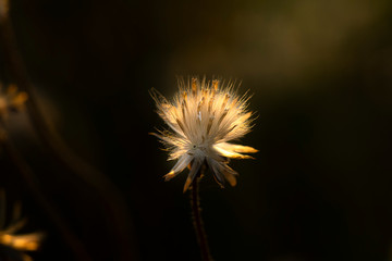 Poster - Coat buttons or Mexican daisy flower.