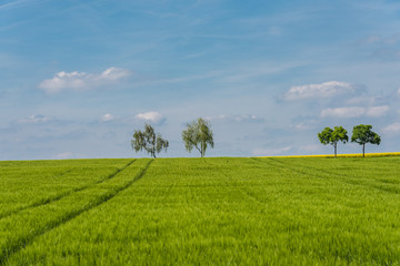 Green field with agriculture meadow and blue sky. Panoramic view to grass on the hill on sunny spring day