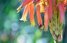 An African Honeybee Isolated Pollinating An Aloe Vera Flower Image With Copy Space In Landscape Format