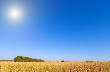 Wall Mural - Agriculture Wheat crop field landscape sunrise in the sky