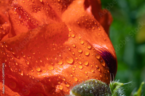 Fresh beautiful red poppies on green field.