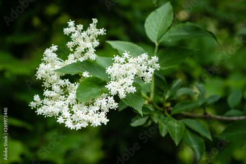 Fleurs De Sureau Buy This Stock Photo And Explore Similar