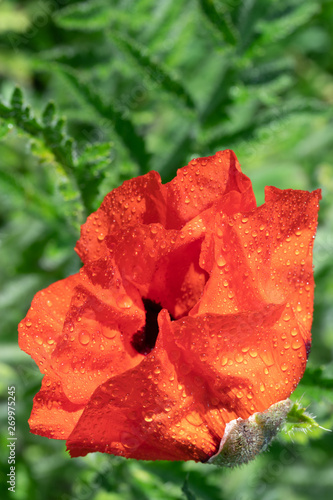 Fresh beautiful red poppies on green field.
