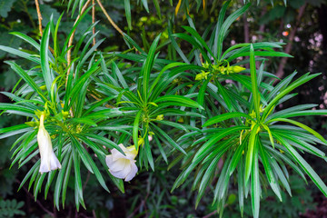 Cascabela thevetia, White oleander, Lucky nut, Lucky Bean, Trumpet Flower (Thevetia Peruviana (Pers.) K.Schum) blooming on tree in the tropical garden of Thailand