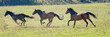 Three Galloping Wild Horses