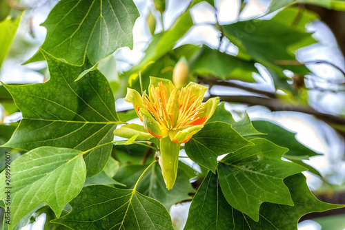 Amazing Nature Floral Background With Flowering Tulip Tree Or