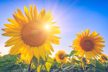 Sunflowers Or Helianthus At Sunset, Field Of Beautiful Yellow Flowers In Sunshine Against A Blue Sky And Sun With Rays, Nature Photography Suitable For Wallpaper Or Desktop Background