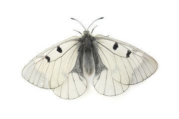 Wall Mural - Butterfly - Clouded Apollo (Parnassius mnemosyne) isolated on white