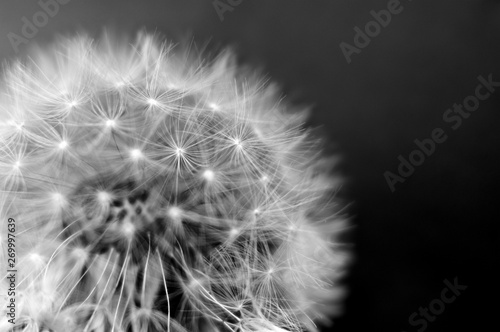 Fotografija  Black and white dandelion close-up