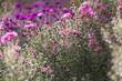  pink-purple flowers /fuzzy background 