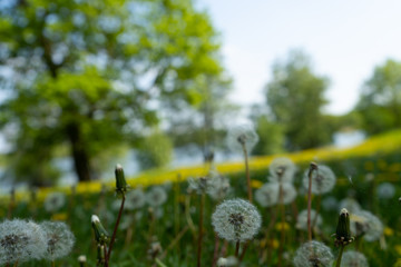 dandelion in the grass. Stockholms park