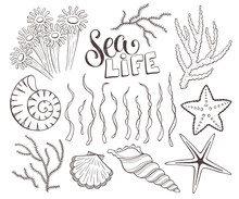 Seashells Sketch Collection Vector Illustration