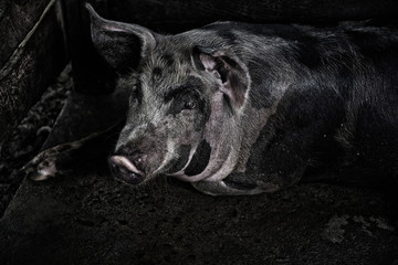 Pig are foraging with dirt on cement ground in the traditional farm at breeding.