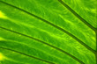 © svf74 - Green tropical leaf background texture with copy space for design.Rainforest exotic tree natural pattern.Selective focus.
