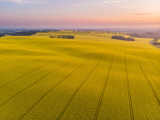 Aerial view of yellow canola field at sunrise