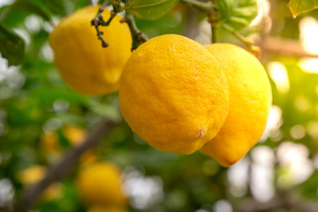 Wall Mural - Ripe Lemons on a lemon tree during the sunny day at the organic farm household