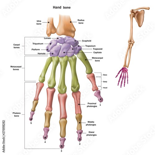 Cuadros en Lienzo Bones of the human hand with the name and description of all sites