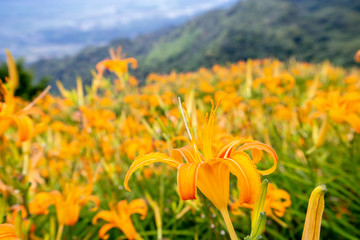 Wall Mural - Beautiful orange daylily flower farm on Sixty Rock Mountain (Liushidan mountain) with blue sky and cloud, Fuli, Hualien, Taiwan, close up, copy space