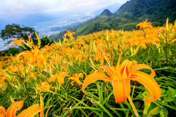 Wall Mural - Beautiful orange daylily flower farm on Sixty Rock Mountain (Liushidan mountain) with blue sky and cloud, Fuli, Hualien, Taiwan, close up, copy space