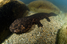 Japanese Giant Salamander Posing Underwater In A River Of Gifu, Japan