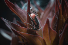 A Large Red-black Beetle On Red Leaves Of A Growing Peony On A Dark Background. Selective Focus