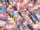 Fototapeta  - Japanese White-eye and Kawazu Cherry Blossom