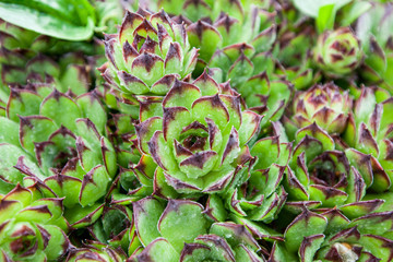 Wall Mural - Sempervivum tectorum (common houseleek) , raindrops over plant in garden , spring season, closeup shoot