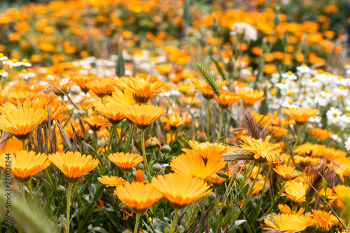 Orange Flowers Orange Background Nature Background Buy