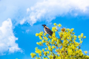 Hooded crow sits on a pine tree opposite a dramatic blue sky. Bird pine tree and sky. Beautiful colorfull image of a Hooded crow in the wild nature.