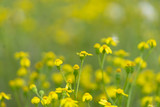 Fototapeta Kwiaty - Beautiful yellow wild flowers on a background of green grass. Selective focus. Early morning. Dawn. Fog.