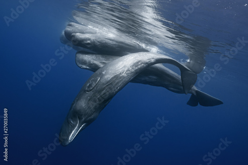 Cuadros en Lienzo Sperm whales pod near Azores islands