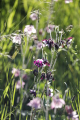 Close up von Akelei in pink, lila und weiß auf einer Wildblumenwiese