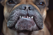 Close Up Of Dental Condition With Overbite And Missing Teeth Of A Flat Nosed French Bulldog Dog