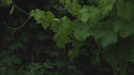 grape leaves in summer garden.