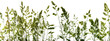 green flowering grass - shape isolated on a white background