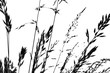 silhouette of grass - black shape isolated on a white